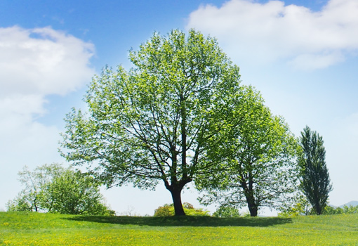 樹木葬について
